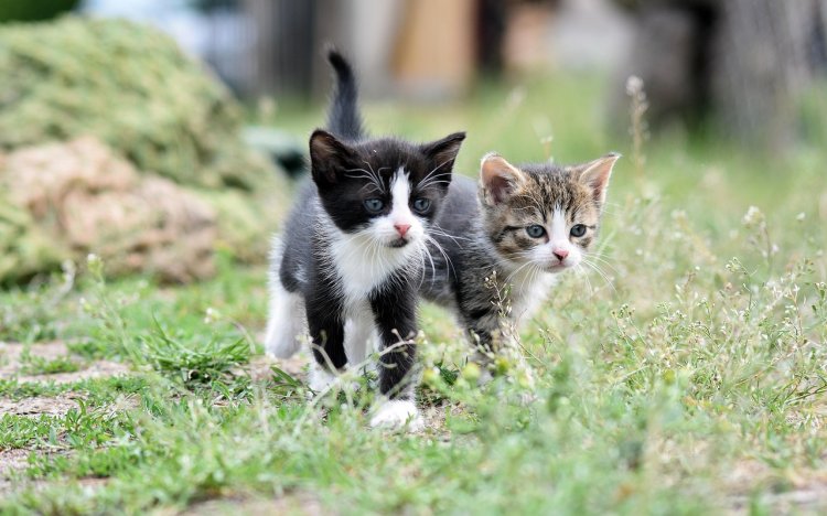 Cats-8105667 1280