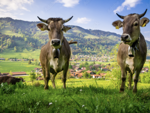 Nach dem Frühling kommt der Sommer und mit dem Frühling kommt das herrliche Wetter. Da sind nicht nur wir wieder gerne viel draußen unterwegs.