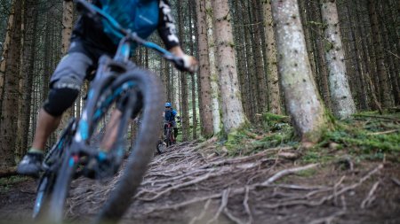 Mountainbiker macht die Trails im Wald unsicher