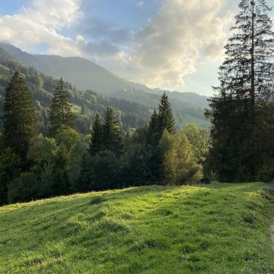 Waldspaziergang in Richtung Steibis