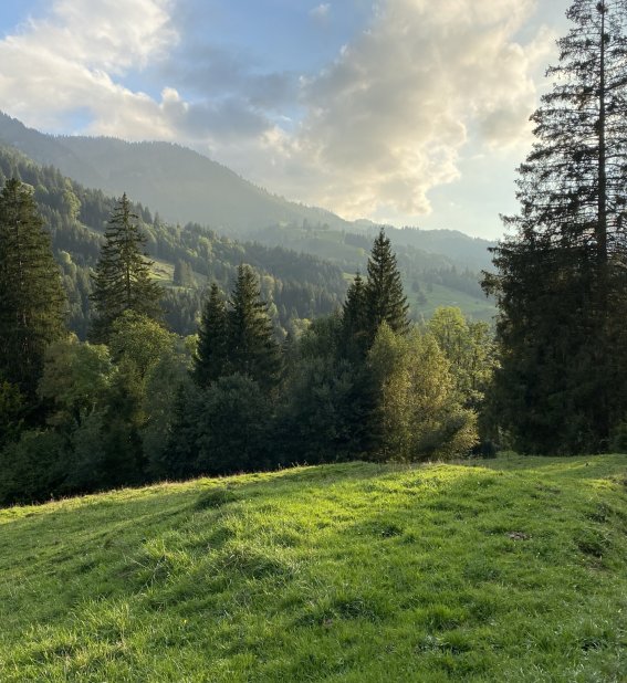 Waldspaziergang in Richtung Steibis