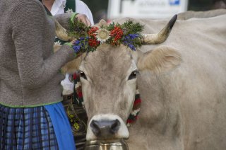 Viehscheid im Allgäu - mit geschmückten Kühen