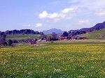 Rubi inmitten der Löwenzahnblütte
