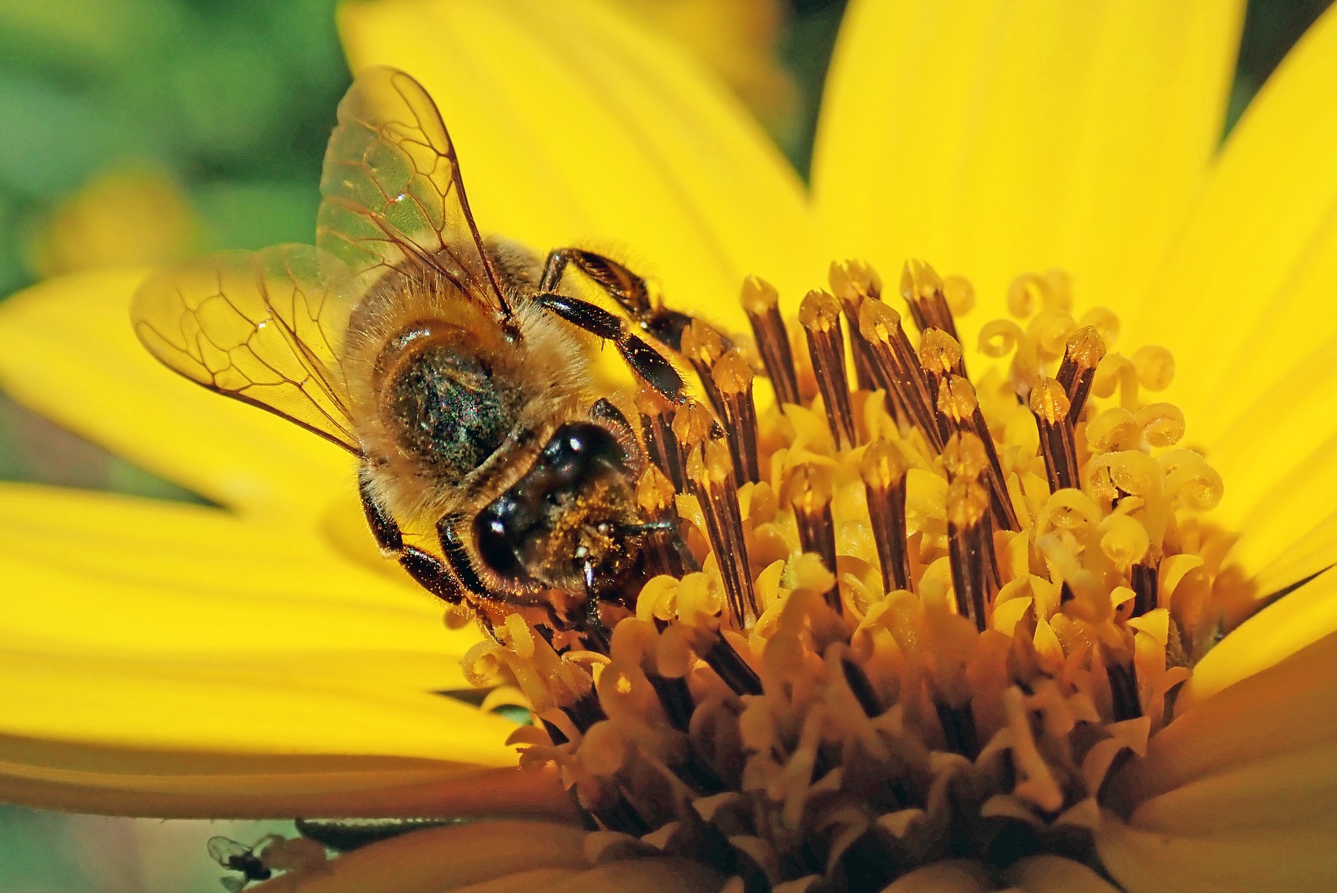 Unsere Bienenwiese