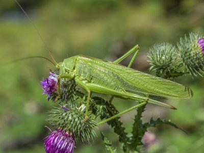 Grashüpfer