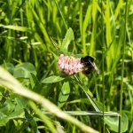 Hummel