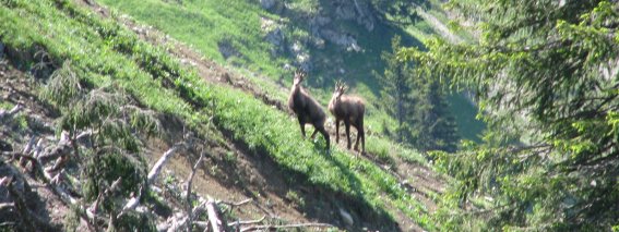 Gämsen Das Bild zeigt zwei Gämsen, die oberhalb von Gerstruben auf einer alpinen Bergwiese stehen. Im Hintergrund erstreckt sich das Hahnenköpfle, umgeben von den Gipfeln der Allgäuer Alpen. Die Aufnahme vermittelt die unberührte alpine Natur Oberstdorfs, die Vielfalt der Tierwelt und die Schönheit der Region für Wanderer, Naturfreunde und Fotografen.