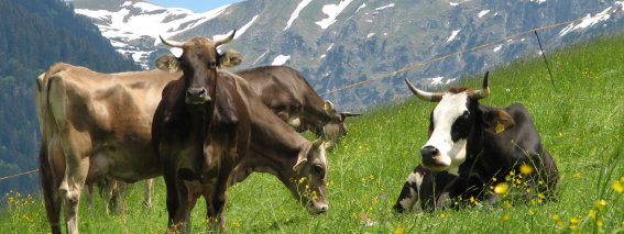 Allgäuer Braunvieh - Milchkühe in Oberstdorf Das Bild zeigt Allgäuer Braunvieh-Kühe, die friedlich auf der Wiese am Jauchen grasen. Im Hintergrund erheben sich die Berge Oberstdorfs im Frühling, noch mit etwas Schneebesatz. Die Aufnahme vermittelt die typische alpine Landschaft des Allgäus, die harmonische Verbindung von Landwirtschaft, Natur und Bergwelt. Ideal für Naturliebhaber, Wanderer und alle, die den Charme der Oberstdorfer Alpen erleben möchten.