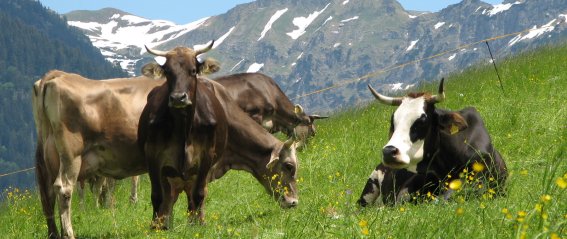 am Jauchen - Sommer 2008