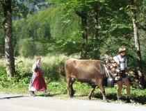 auf dem Weg zum Scheidplatz - Viehscheid 2007 in Oberstdorf