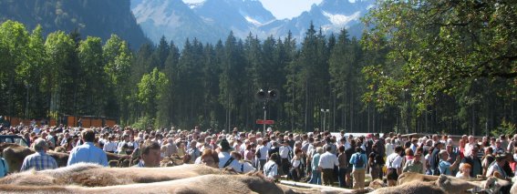 Viehscheid in Oberstdorf - am Scheidplatz Das Bild zeigt den Scheidplatz am Renksteg in Oberstdorf, wo das Jungvieh nach einem Alpsommer wieder an seine Besitzer übergeben wird. Im Hintergrund sind Besucher zu sehen, die die Umgebung genießen, sowie das beeindruckende Bergpanorama des Stillachtals. Die Aufnahme vermittelt die idyllische alpine Landschaft des Oberallgäus, die Verbindung von traditioneller Landwirtschaft, Naturerlebnis und Bergtourismus und ist ideal für Wanderer, Familien und Naturliebhaber.
