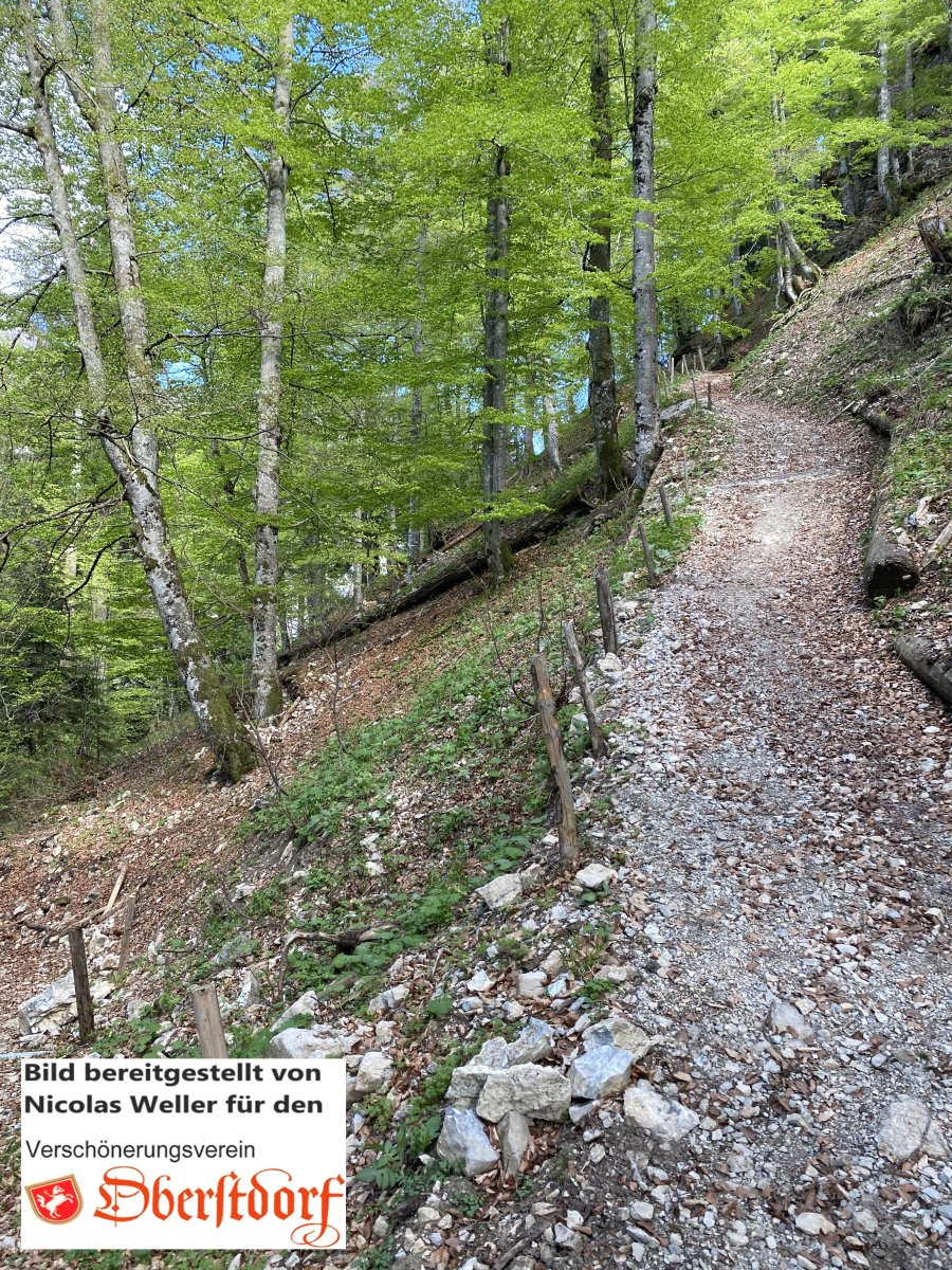 Lugenalper Wald1130nw