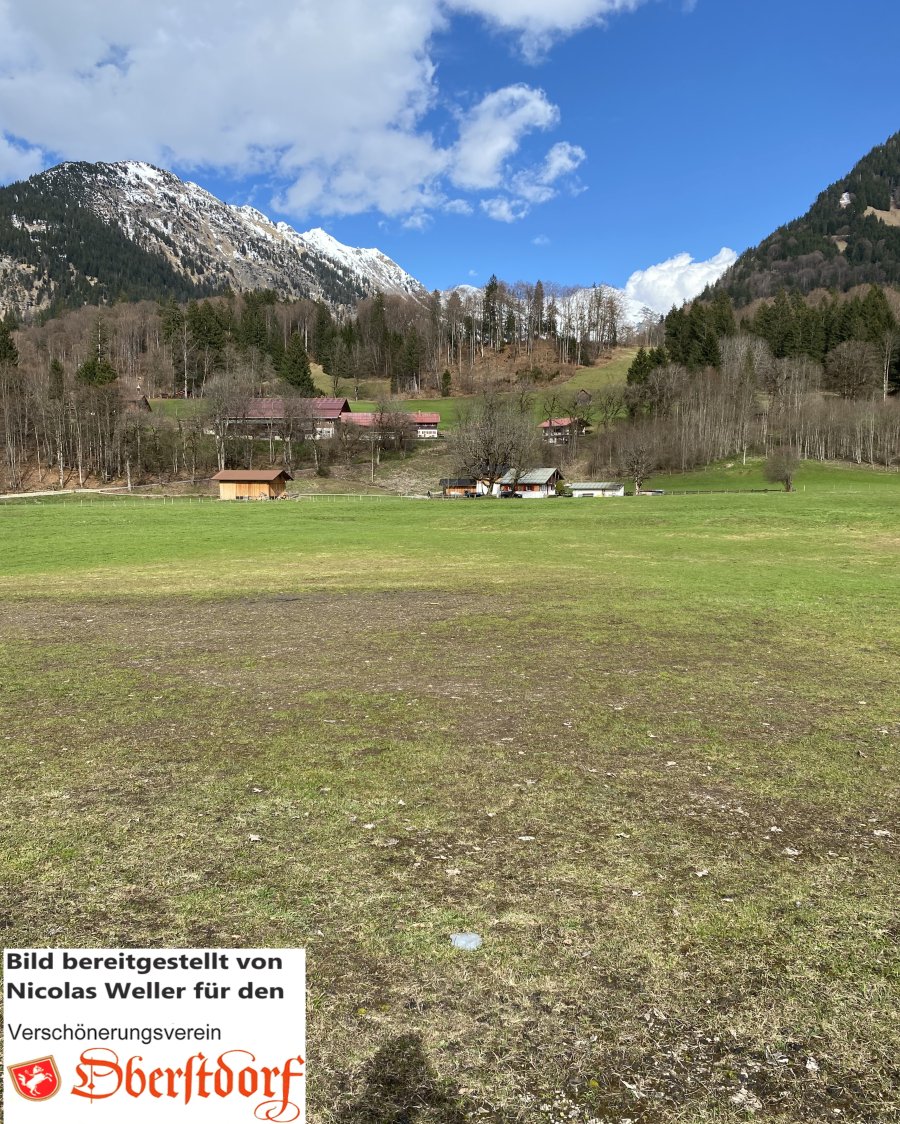 Ried, Foto von Nicolas Weller