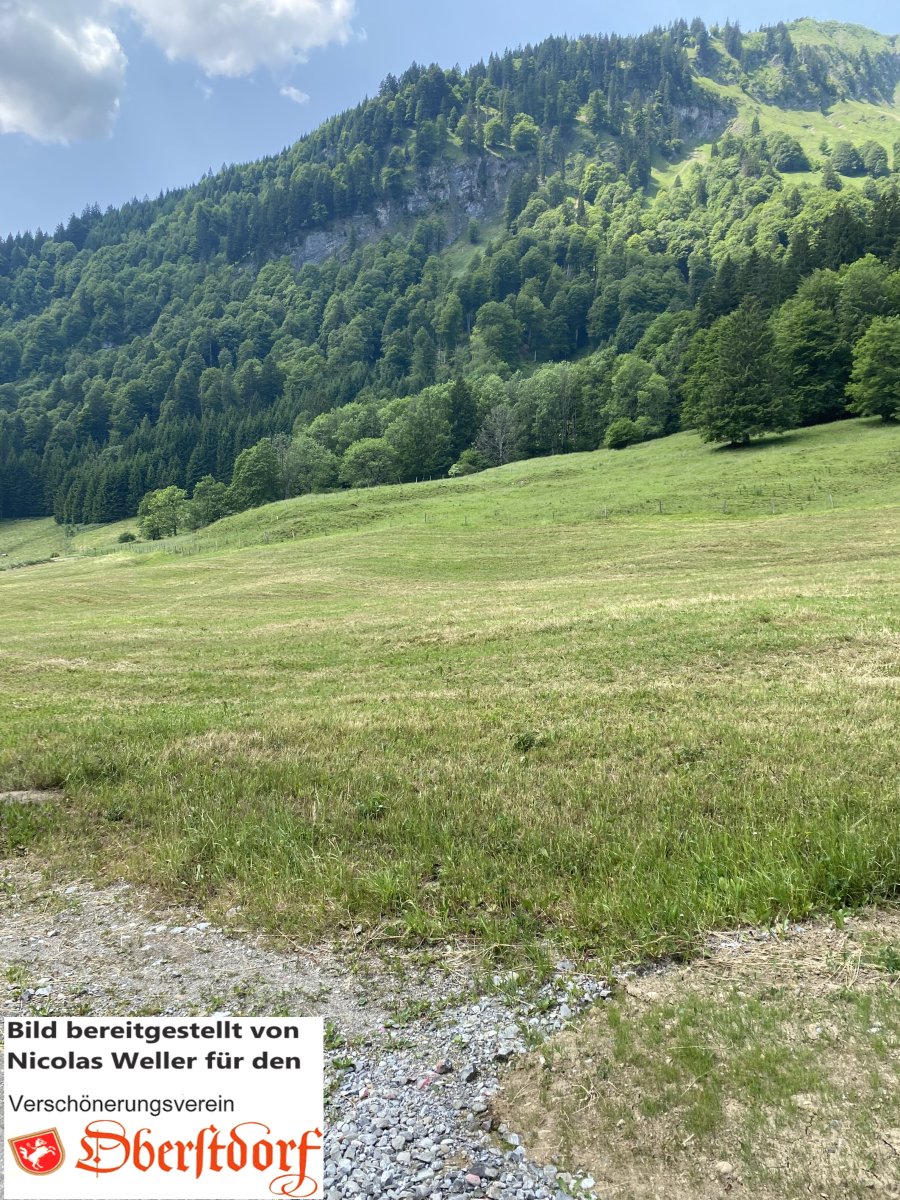 Ringeler Wiesen1328nw