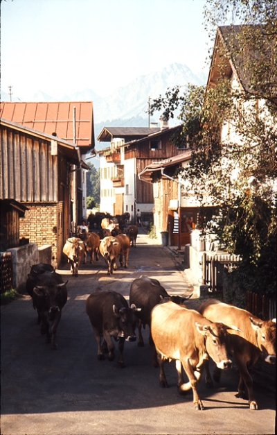 Gassenkühe 2