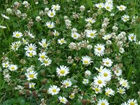 Blumenwiese am Sonnenhang