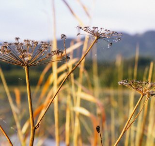 Attlesee Herbst