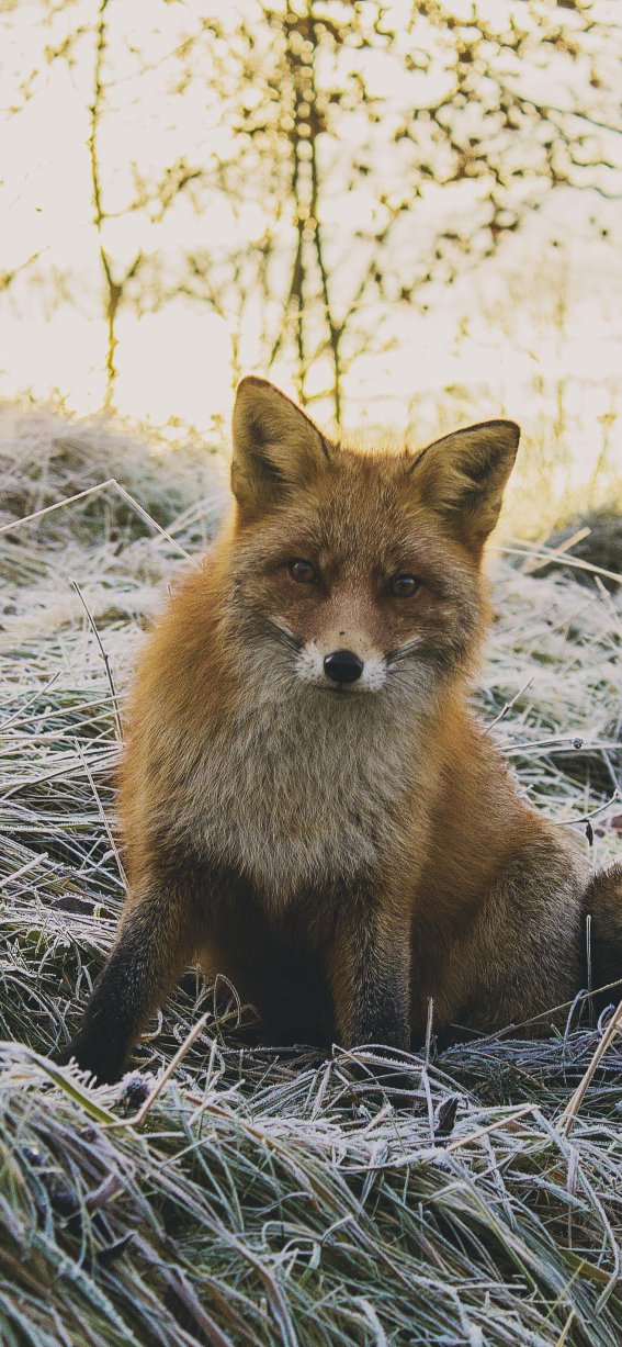 Animal-1842566