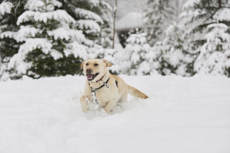 Winterwandern Hund  Kleinwalsertal Tourismus Oliver Farys  (c) Oliver Farys - Kleinwalsertal Tourismus eGen