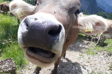 Was kuh-gckst du?
