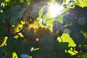 Weingut von der Tann - Traube WeingutvonderTann3