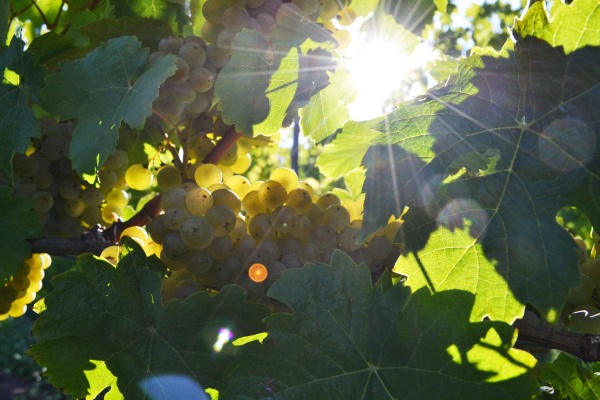 Weingut von der Tann