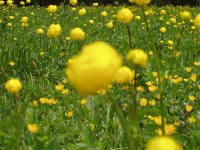 P5300020 Trollblumen