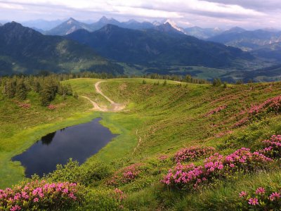 Alpenrosen alpenlandschaft