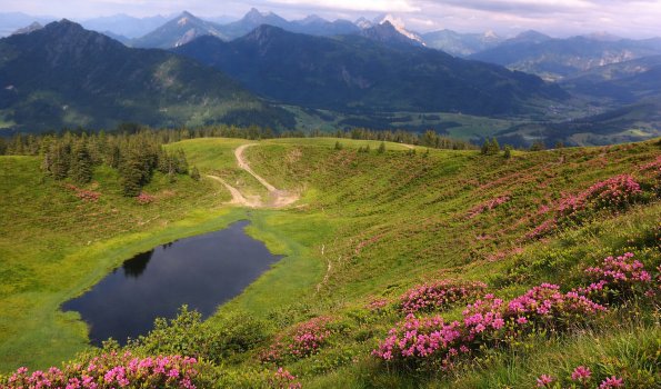 Alpenrosen alpenlandschaft