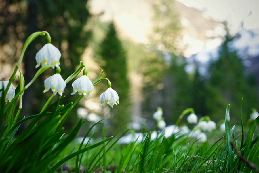 Maiglöckchen auf der Frühlingswiese - Wellnesshof Blenk - 5 Sterne Ferienwohnungen in Wertach im Allgäu