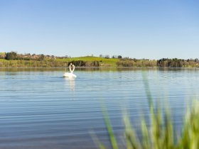 Zwei Schwäne auf dem Grüntensee - Wellnesshof Blenk - 5 Sterne Ferienwohnungen in Wertach im Allgäu