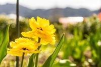 Blumenpracht in unserem Ruheoase - Wellnesshof Blenk - 5 Sterne Ferienwohnungen in Wertach im Allgäu
