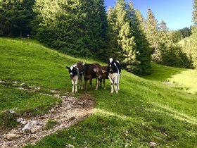 Grünten - Wellnesshof Blenk - 5 Sterne Ferienwohnungen in Wertach im Allgäu
