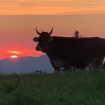 Kuh im Sonnenuntergang