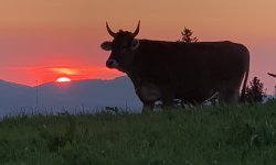Kuh im Sonnenuntergang