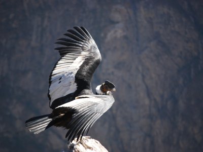 Condor