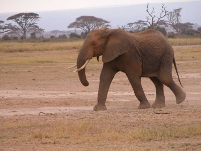 Elefant