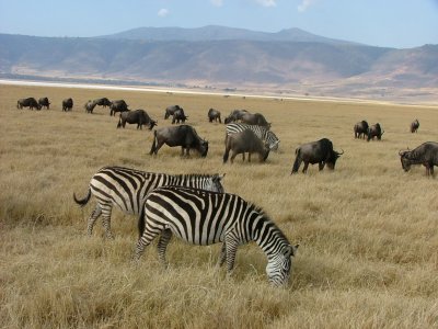Wildlife - Ngorongoro Crater