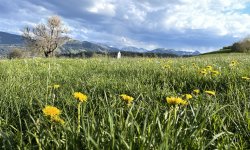 Mittelberg und Löwenzahn