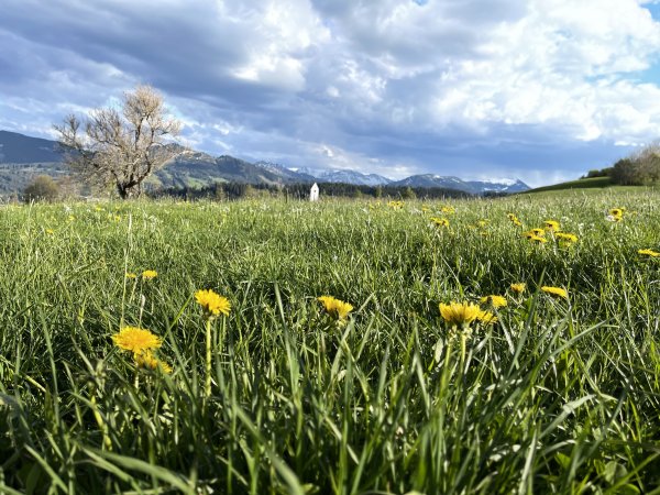 Mittelberg und Löwenzahn