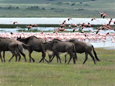Ngorongoro 6