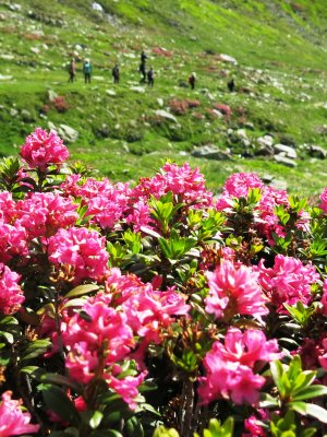Alpenrosen