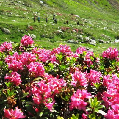Alpenrosen