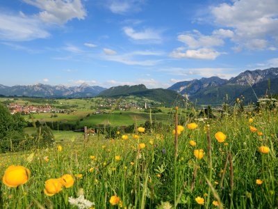 Bergwiese Pfronten