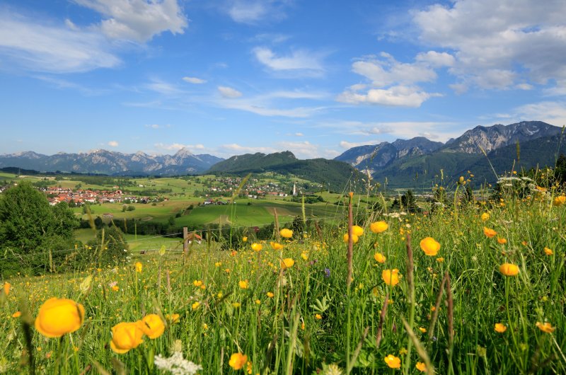 Bergwiese Pfronten
