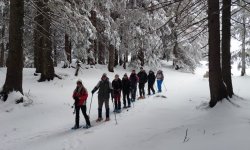 Schneeschuhgruppe im Winterwald