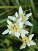 Edelweis (2)
