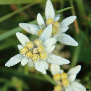 Edelweis (2)
