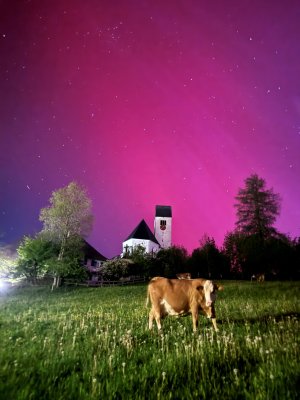 Kuh genießt Nordlichter in Mittelberg