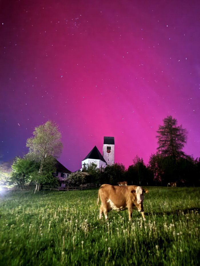 Kuh genießt Nordlichter in Mittelberg